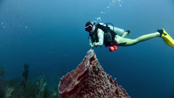 Fun Dive - Image 5
