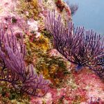 Curso de Especialidad Coral Reef Conservation