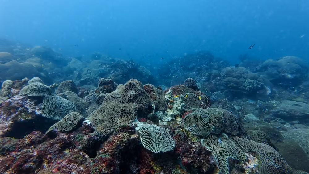 Colorful Caribbean reef in the Tayrona National Park