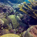 Colorful Caribbean reef in the Tayrona National Park