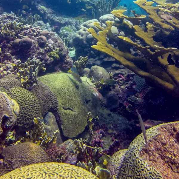 Colorful Caribbean reef in the Tayrona National Park