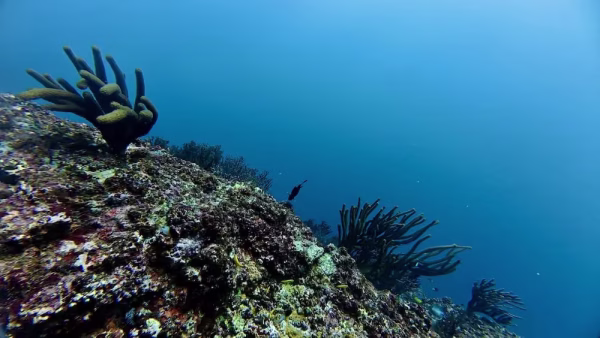 PADI Divemaster Course - Image 5
